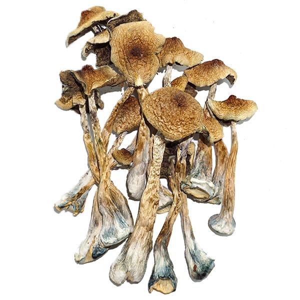 buy magic mushroom online,