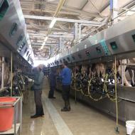 Milking Parlours and Milking Equipments 