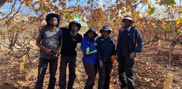 Grapevines Ziggy Team